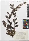 Foto von Salix myrsinifolia Salisb.
